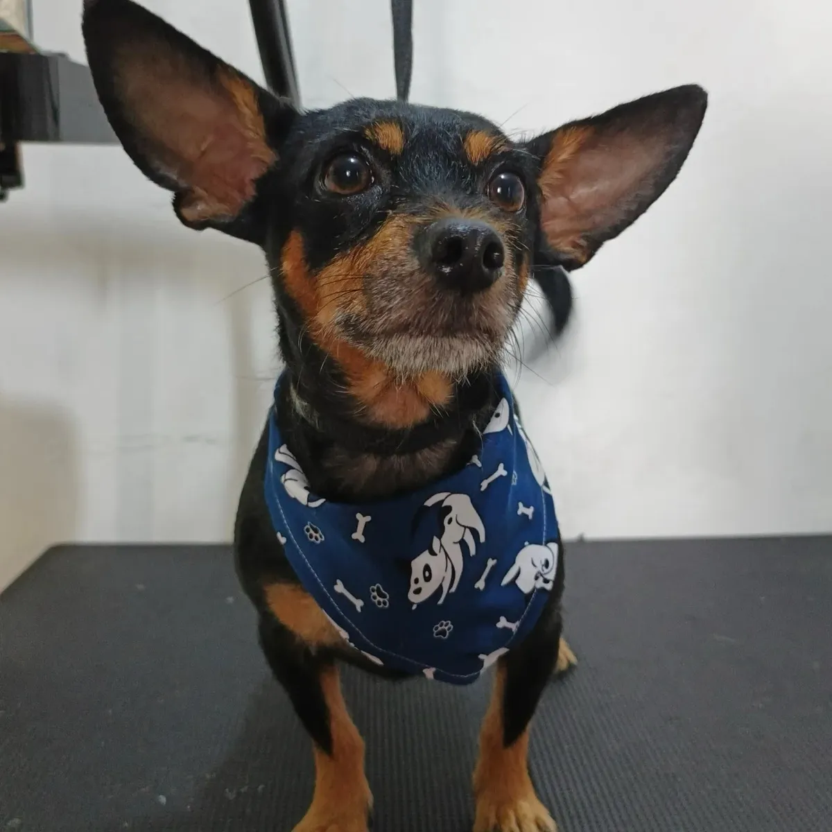 Perro mestizo negro y fuego de orejas grandes, con pañoleta azul de huesitos.