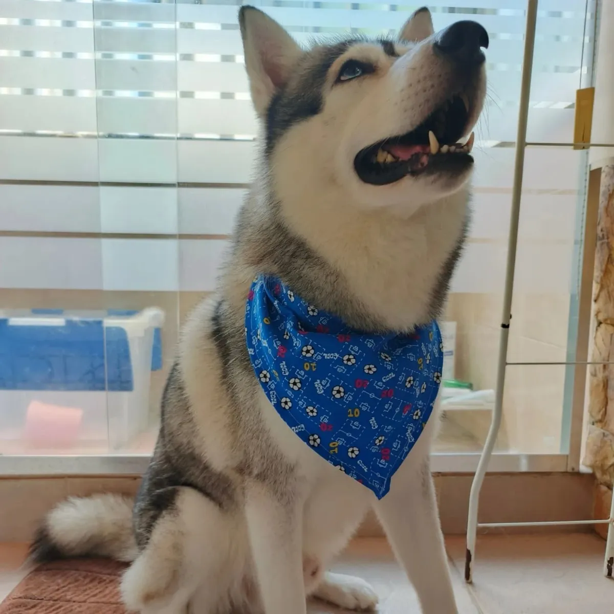Husky sentado mirando hacia arriba, con pañoleta azul de flores.