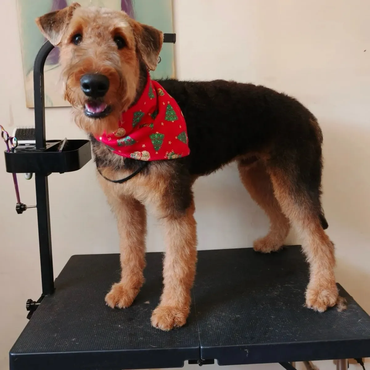 Airedale terrier de pie sobre la mesa de peluquería, con pañoleta roja.