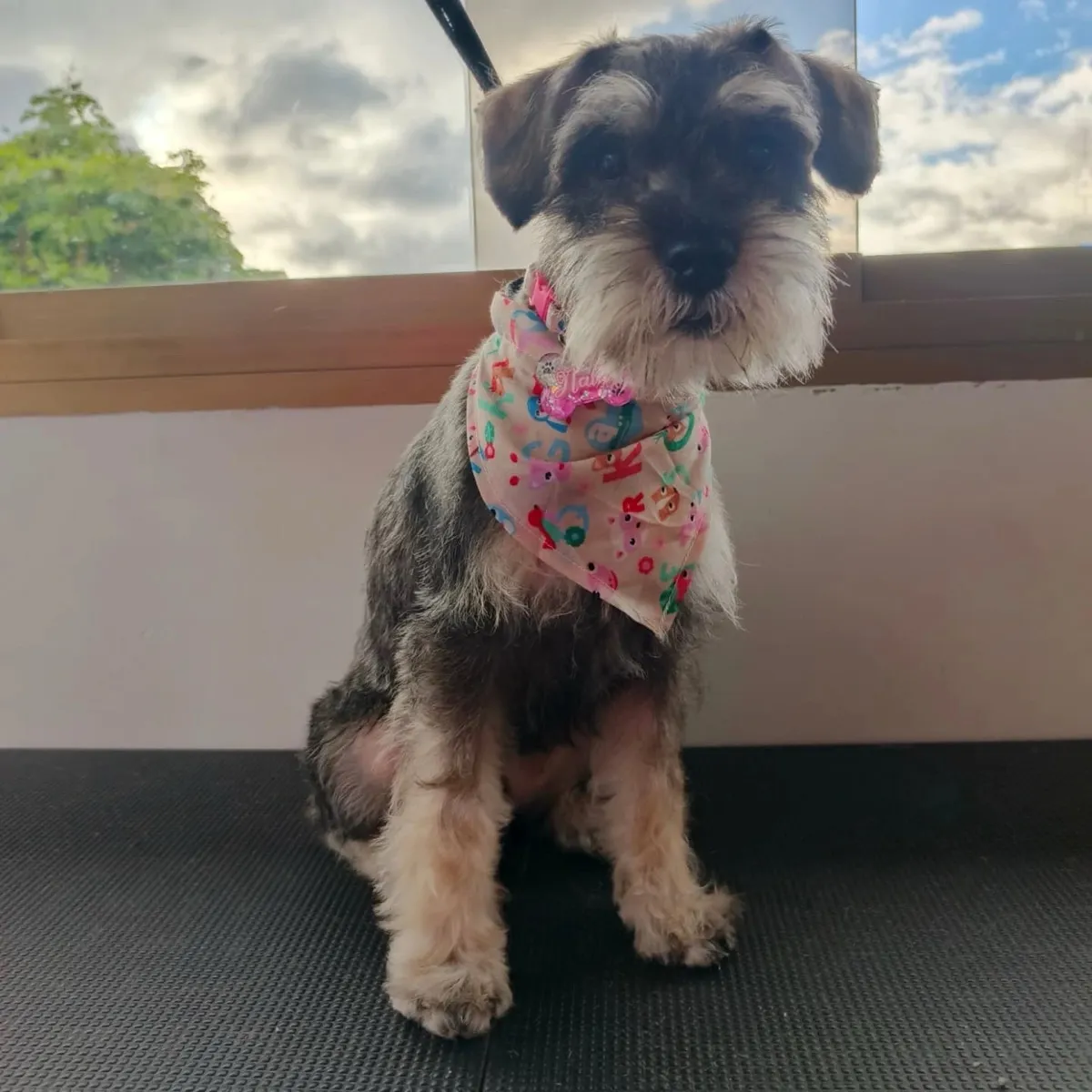 Schnauzer sentada con pañoleta rosada estampada, junto a una ventana.
