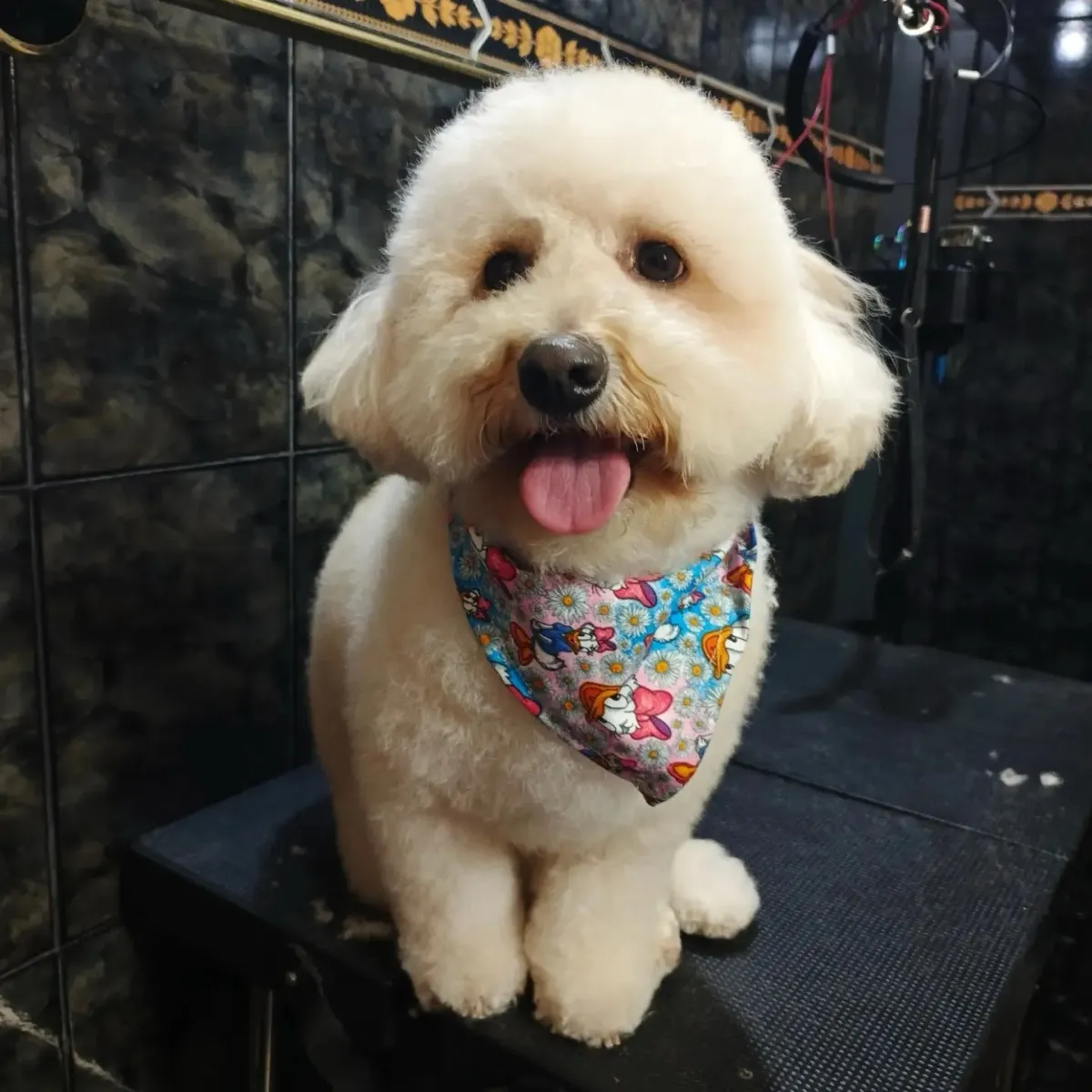 Poodle color crema con pañoleta de flores, sobre la mesa de peluquería.